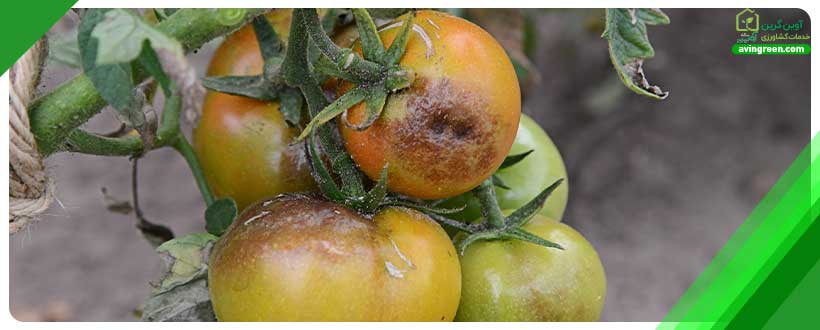 پوسیدگی گوجه فرنگی