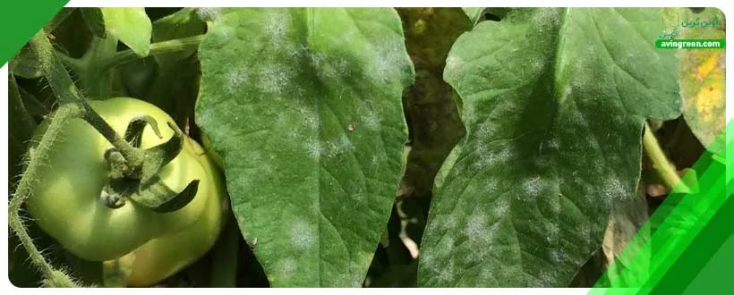 ویروس موزاییک گوجه فرنگی
