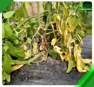 3 دلیل اصلی قهوه ای شدن ریشه گوجه فرنگی