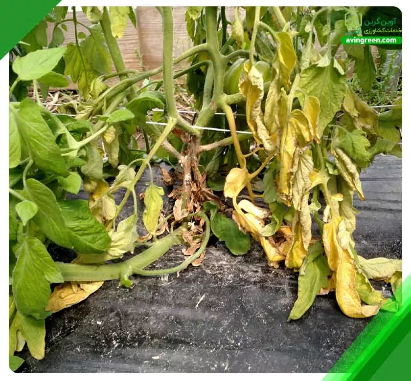 4 دلیل خشکیدگی بوته گوجه فرنگی