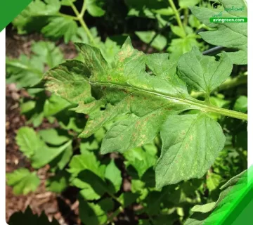 4 دلیل رنگ پریدگی برگ گوجه فرنگی