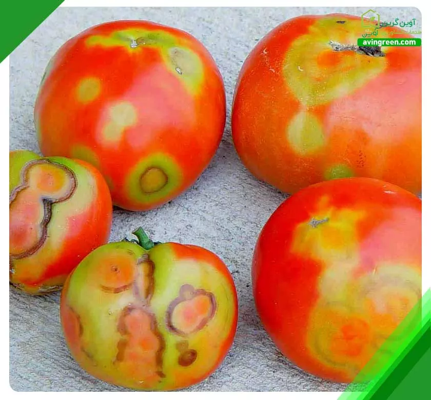 5 علت تغییر رنگ گوجه فرنگی - درمان + کود و سم مورد نیاز