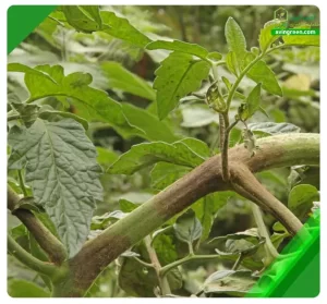 3 دلیل شانکر ساقه گوجه فرنگی- نشانه ها و درمان با کود وسم