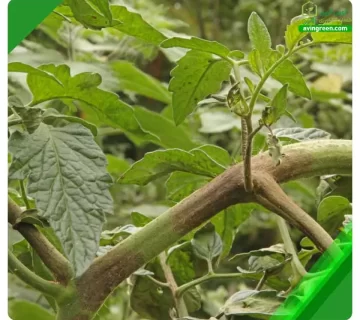 3 علت نرم شدن ساقه گوجه فرنگی