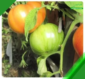 3 علت سوراخ شدن برگ گوجه فرنگی- درمان + کود و سم مورد نیاز