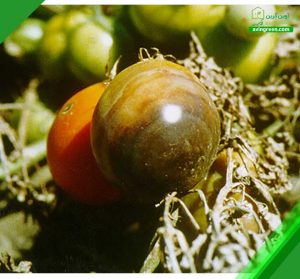 5 دلیل پوسیدگی گوجه فرنگی- درمان + کود و سم مورد نیاز