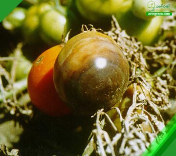 5 دلیل پوسیدگی گوجه فرنگی- درمان + کود و سم مورد نیاز