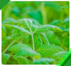 6 علت کم محصول بودن گوجه فرنگی- درمان + مشاوره ( تلفن )