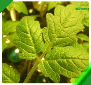 2 دلیل ضخیم شدن برگ گوجه فرنگی- درمان + مشاوره رایگان