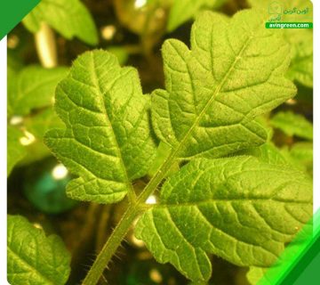 2 دلیل ضخیم شدن برگ گوجه فرنگی- درمان + مشاوره رایگان