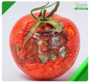 کپک گوجه فرنگی