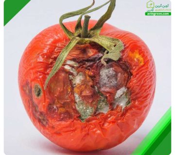 کپک گوجه فرنگی