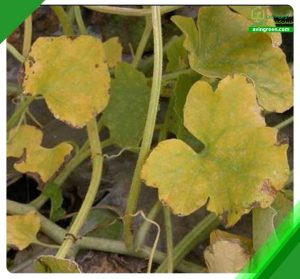 4 دلیل خشکیدگی بوته خیار- روشهای درمان