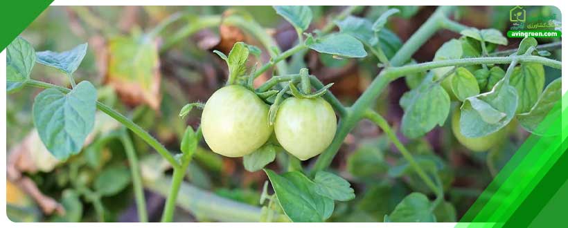 عوام لاسترس‌زای محیطی در رشد نکردن گیاه گوجه فرنگی