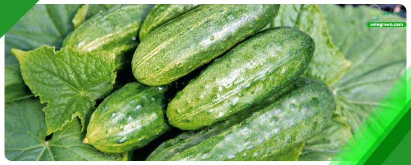 تغذیه ضعیف موثر در تغییر شکل خیار
