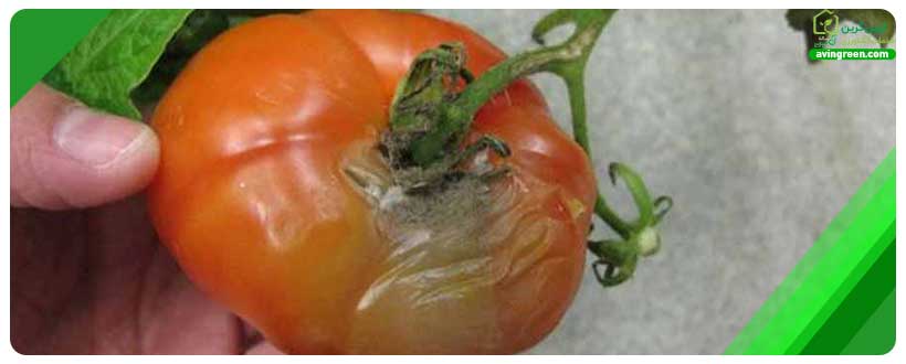 قارچ Botrytis cinerea