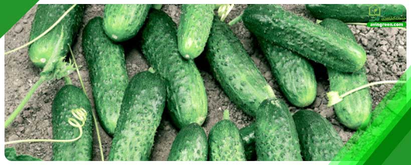 آبیاری نامناسب موثر در تغییر شکل خیار