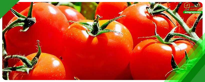 کوددهی ضعیف علت سبک شدن گوجه فرنگی