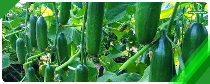 بیماری های ویروسی خیار