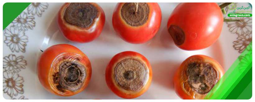 قارچ Rhizoctonia Solani