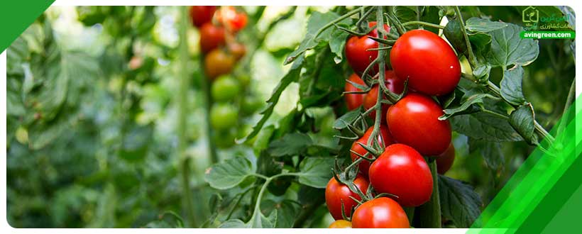 کوچک بودن گوجه فرنگی عارضه‌ای ناخوشایند برای همه شما کشاورزان است.