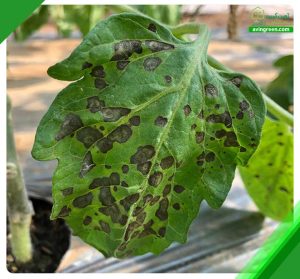 4 علت تشکیل لکه روی برگ گوجه فرنگی + درمان و مشاوره رایگان