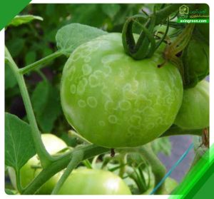 4 علت لکه سفید روی گوجه فرنگی - بررسی عوامل + درمان