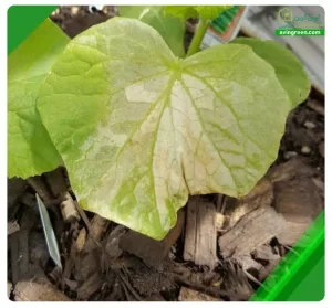 4 علت ریزش برگ خیار - 3روش سریع درمان+ کود و سم مورد نیاز