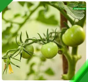 5 دلیل کوچک بودن گوجه فرنگی- درمان + کود و سم مورد نیاز