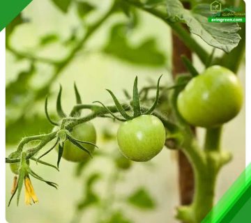 5 دلیل کوچک بودن گوجه فرنگی- درمان + کود و سم مورد نیاز