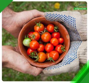 4 علت سبک شدن گوجه فرنگی - درمان + مشاوره رایگان