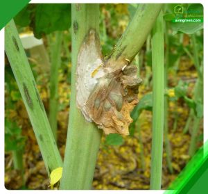 4 علت پوسیدگی ساقه خیار- روش سریع درمان+ کود و سم مورد نیاز