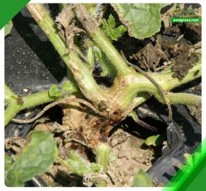 5 علت قهوه ای شدن ساقه خیار- 3روش سریع درمان+ معرفی کود و سم