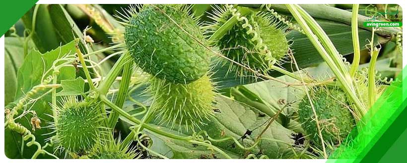 پرورش انواع نشاهای خیار