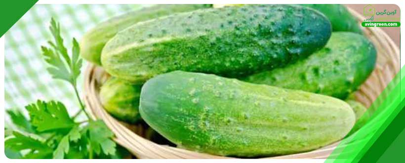 گرمای زیاد عامل نرم شدن خیار
