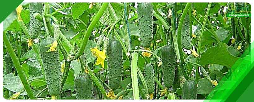 کمبود کلسیم عامل نرم شدن خیار