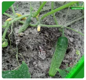 4علت پیچ خوردن برگ خیار– 3روش سریع درمان+ کود و سم مورد نیاز