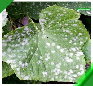 4 علت سفید شدن برگ خیار– 3روش سریع درمان+ کود و سم مورد نیاز