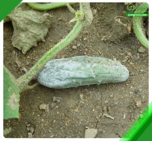 3 علت کپک خیار– 3روش سریع درمان کپک خیار+ کود و سم مورد نیاز