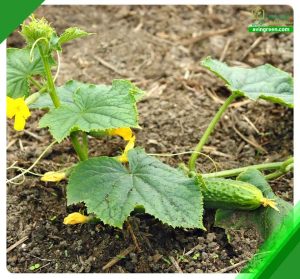 3 علت میوه ندادن خیار - 3روش سریع درمان+ کود و سم مورد نیاز