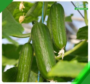 4 علت نرم شدن خیار– 3 روش سریع درمان + کود و سم مورد نیاز