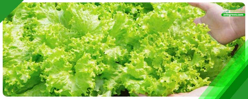 نماتدهای ریشه مقصران پژمردگی بوته کاهو هستند.
