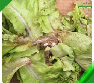 4 دلیل پوسیدگی بوته کاهو– 3روش سریع درمان+کود و سم مورد نیاز