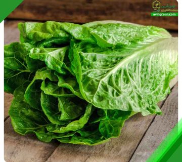 6دلیل پژمردگی بوته کاهو– 4روش سریع درمان+ کود و سم مورد نیاز