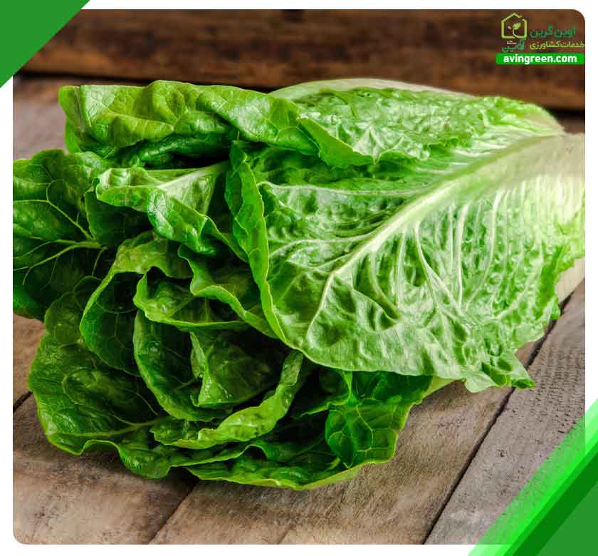 6دلیل پژمردگی بوته کاهو– 4روش سریع درمان+ کود و سم مورد نیاز