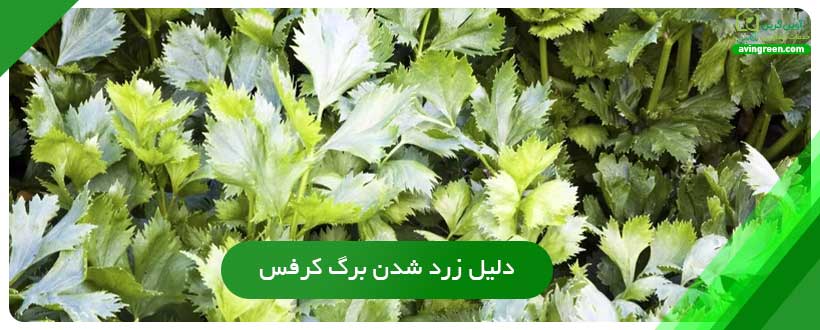 6 دلیل زرد شدن برگ کرفس
