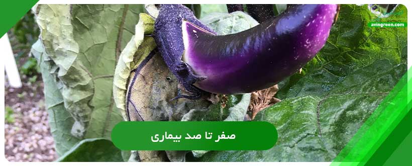 صفر تا صد بیماری پژمردگی باکتریایی بادمجان