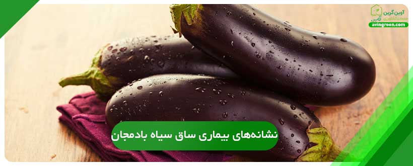 نشانه‌های بیماری ساق سیاه بادمجان