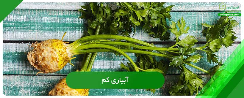 آبیاری کم علت تلخ شدن کرفس
