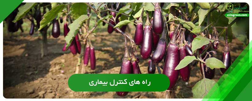 راه‌های کنترل بیماری ساق سیاه بادمجان